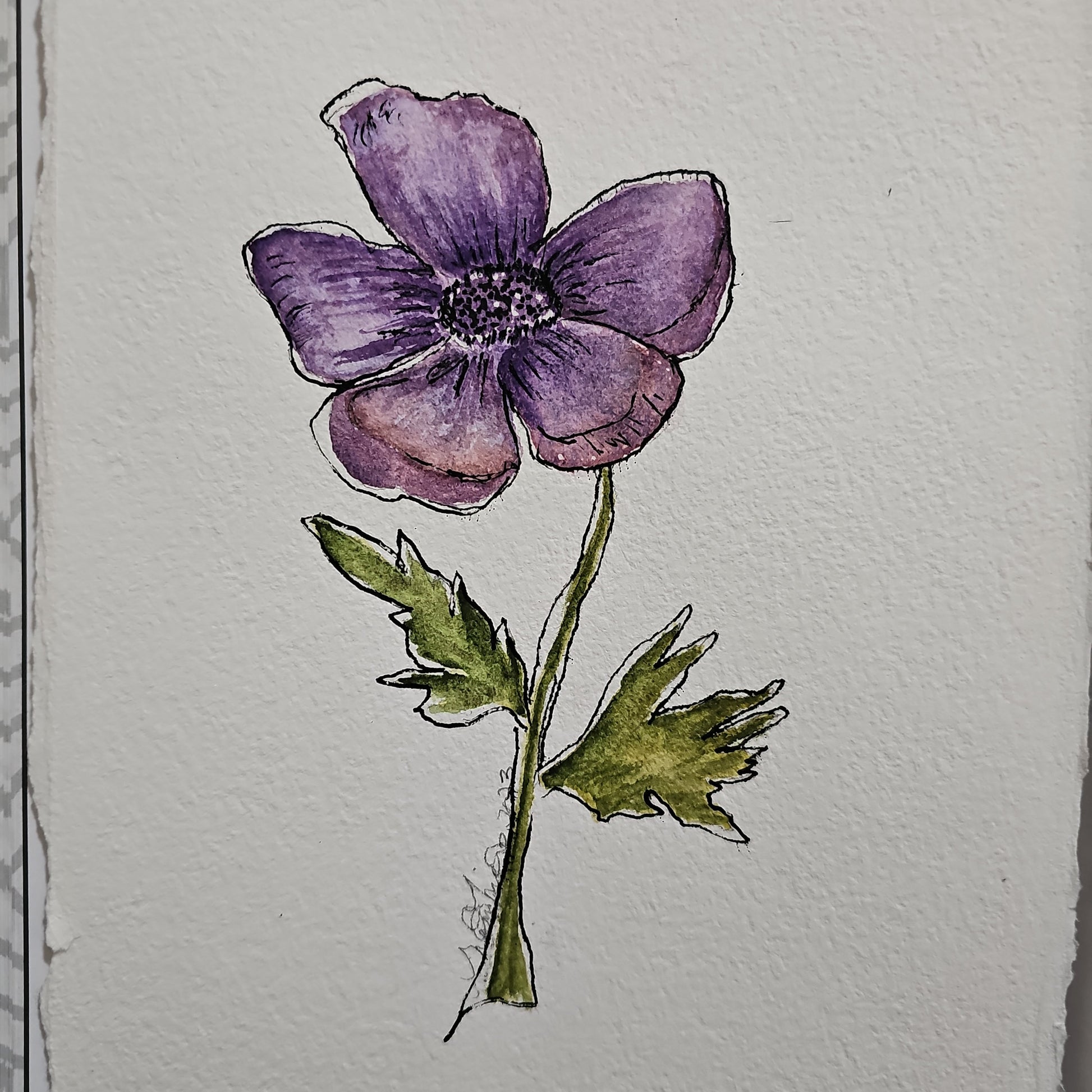 ANEMONE - Lion Pride Art & Watercolors