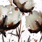COTTON BLOSSOMS N°5 - Lion Pride Art & Watercolors