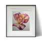 SOFT BUDDING ROSE - Lion Pride Art & Watercolors